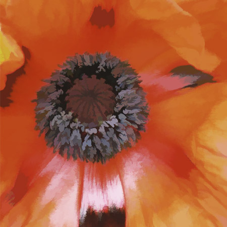 Poppy 1